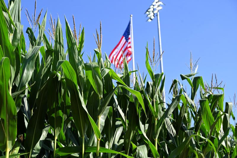 MLB at Field of Dreams Game cornfield American flag